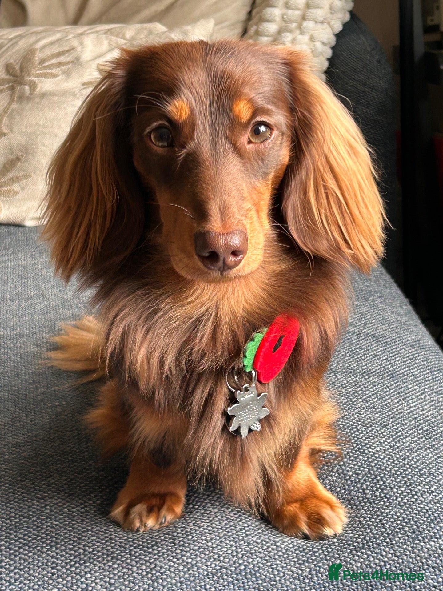 Dachshund dogs for stud: Milo Male long hair dachshund  - Advert 9