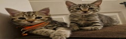 Mixed Breed cats for sale: Adorable kittens in London(SE18)😻❤️😻 - Advert 2