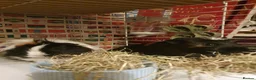 Guinea Pig rodents for sale: Bonded male pair of guinea pigs  in Harlow - Advert 4