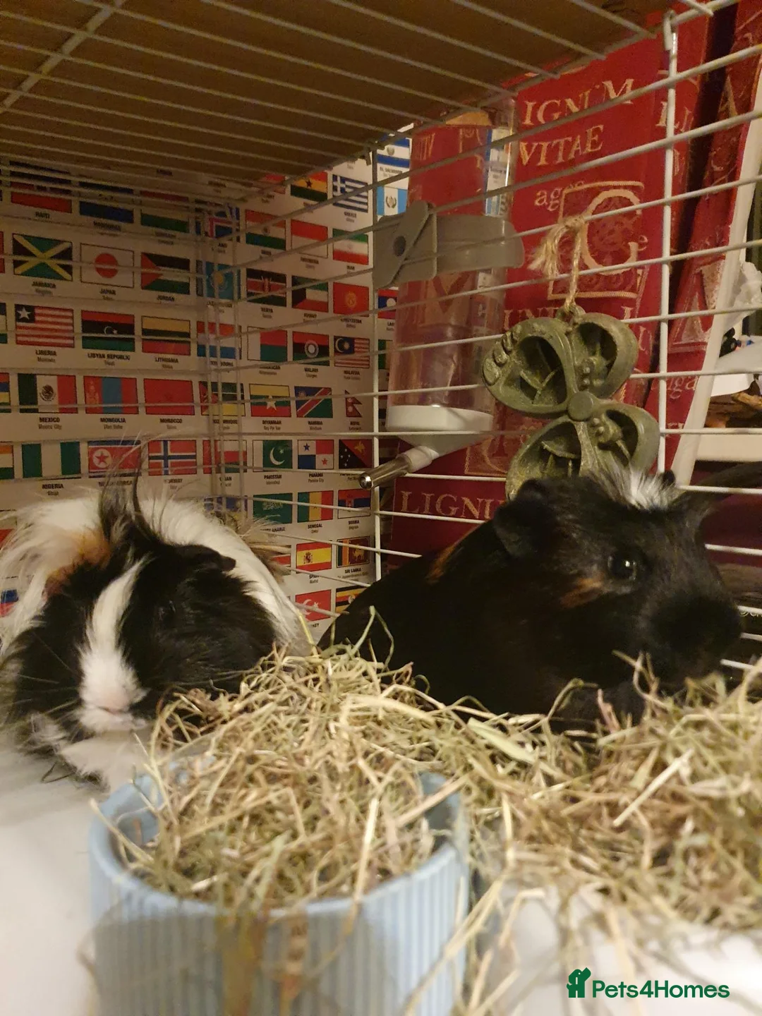 Guinea Pig rodents for sale: Bonded male pair of guinea pigs  in Harlow - Advert 4