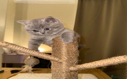 British Shorthair cats for sale: British Shorthair kittens Lilac/Blue 3 Girls 1 Boy - Image 28