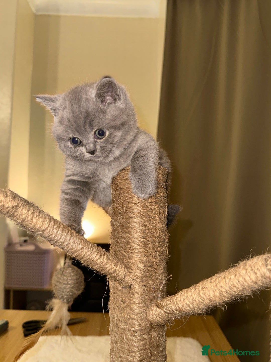 British Shorthair cats for sale: British Shorthair kittens Lilac/Blue 3 Girls 1 Boy - Image 28