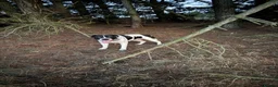 Mixed Breed dogs for sale: American bull dog x staffy  in Rochester - Advert 6