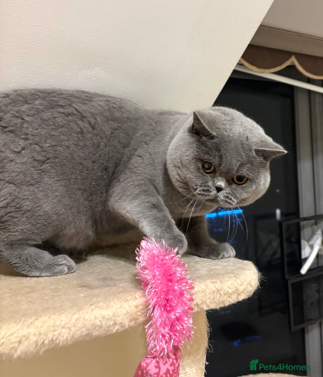 British Shorthair cats for sale: Full British shorthair kittens, London - Advert 13