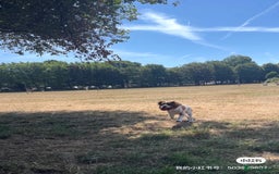 Cockalier dogs for sale: Cavalier Puppy–Loving, Healthy, and Full of Joy - Image 11