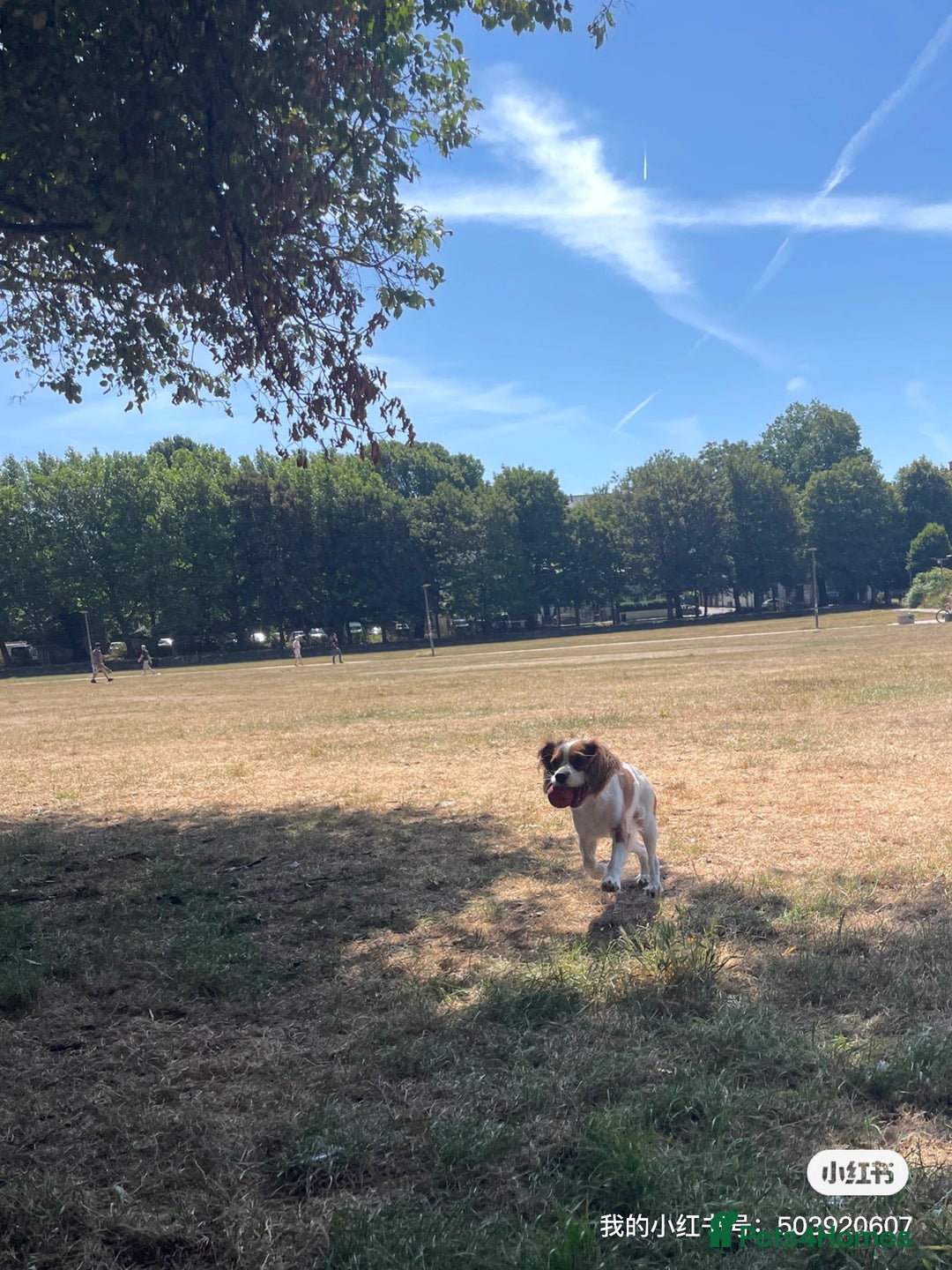 Cockalier dogs for sale: Cavalier Puppy–Loving, Healthy, and Full of Joy - Image 11