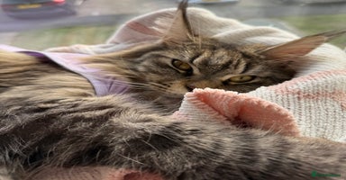 Maine Coon cats - Advert 1