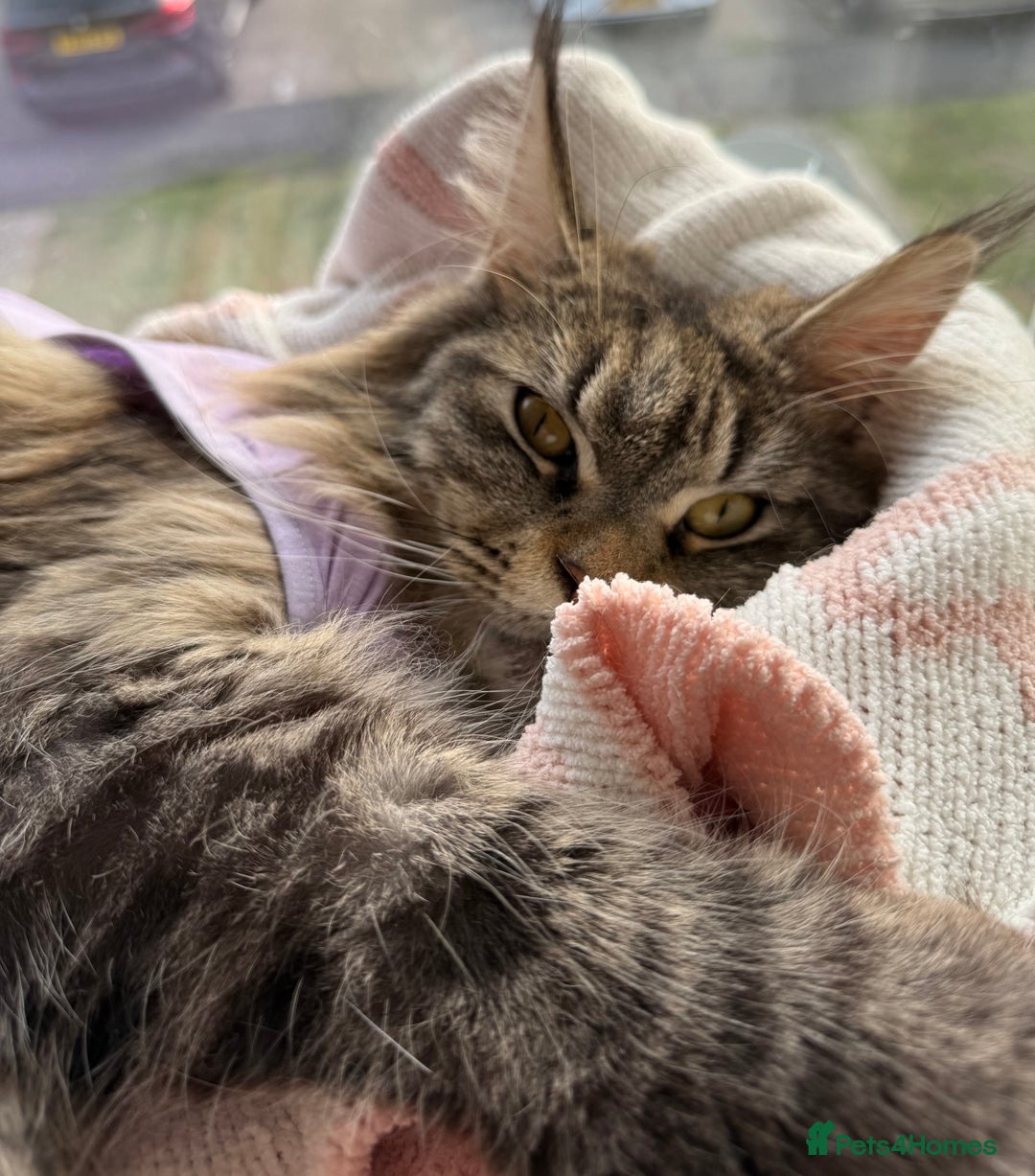 Maine Coon cats for sale: Beautiful ex-queen maine coon for sale  - Image 2