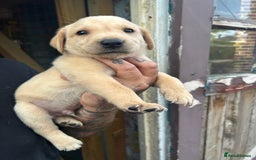 Labrador Retriever dogs for sale: Labrador puppies  - Image 13