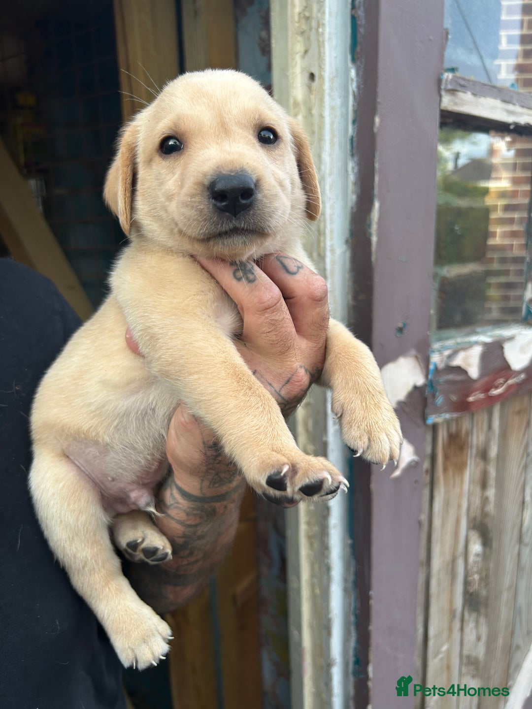 Labrador Retriever dogs for sale: Labrador puppies  - Image 13