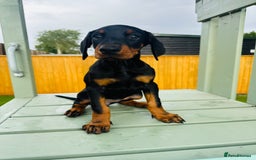 Dobermann dogs for sale: KC Registered Doberman Puppies 🐾🐾🐾 - Image 2
