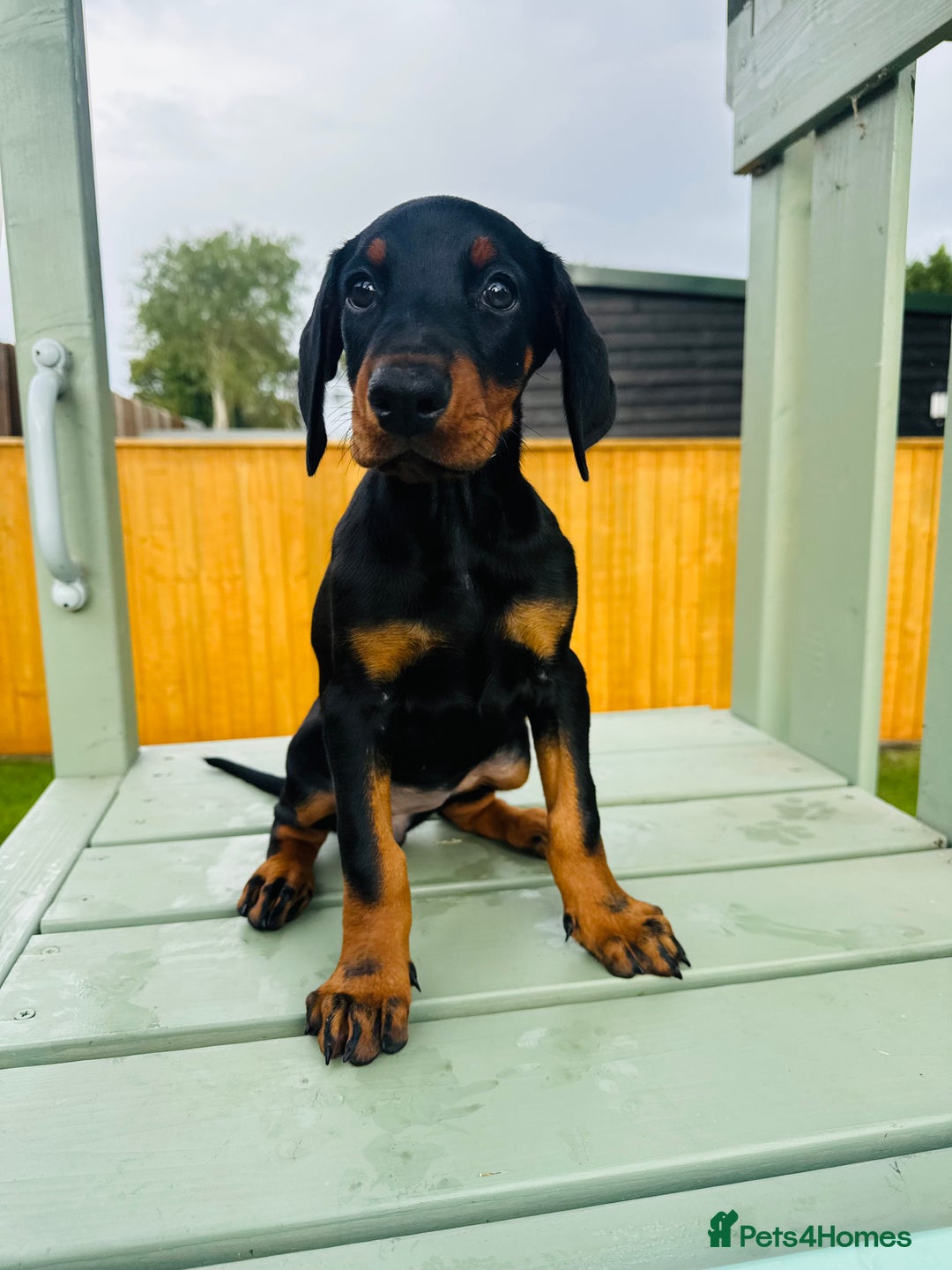 Dobermann dogs for sale: KC Registered Doberman Puppies 🐾🐾🐾 - Image 2