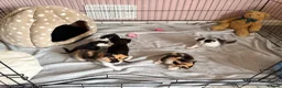 Mixed Breed cats for sale: Kittens  in Rye - Advert 5