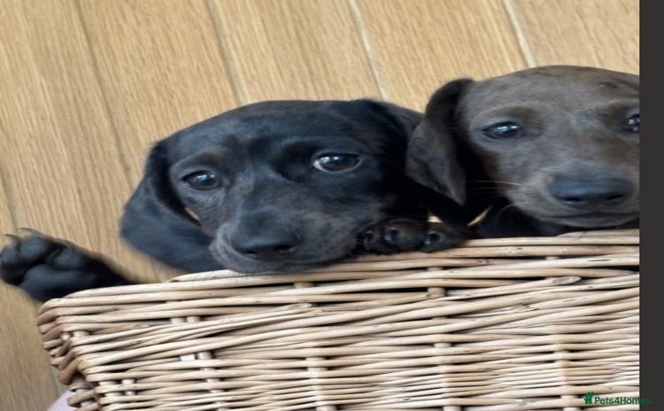 Miniature Dachshund dogs - Advert 5