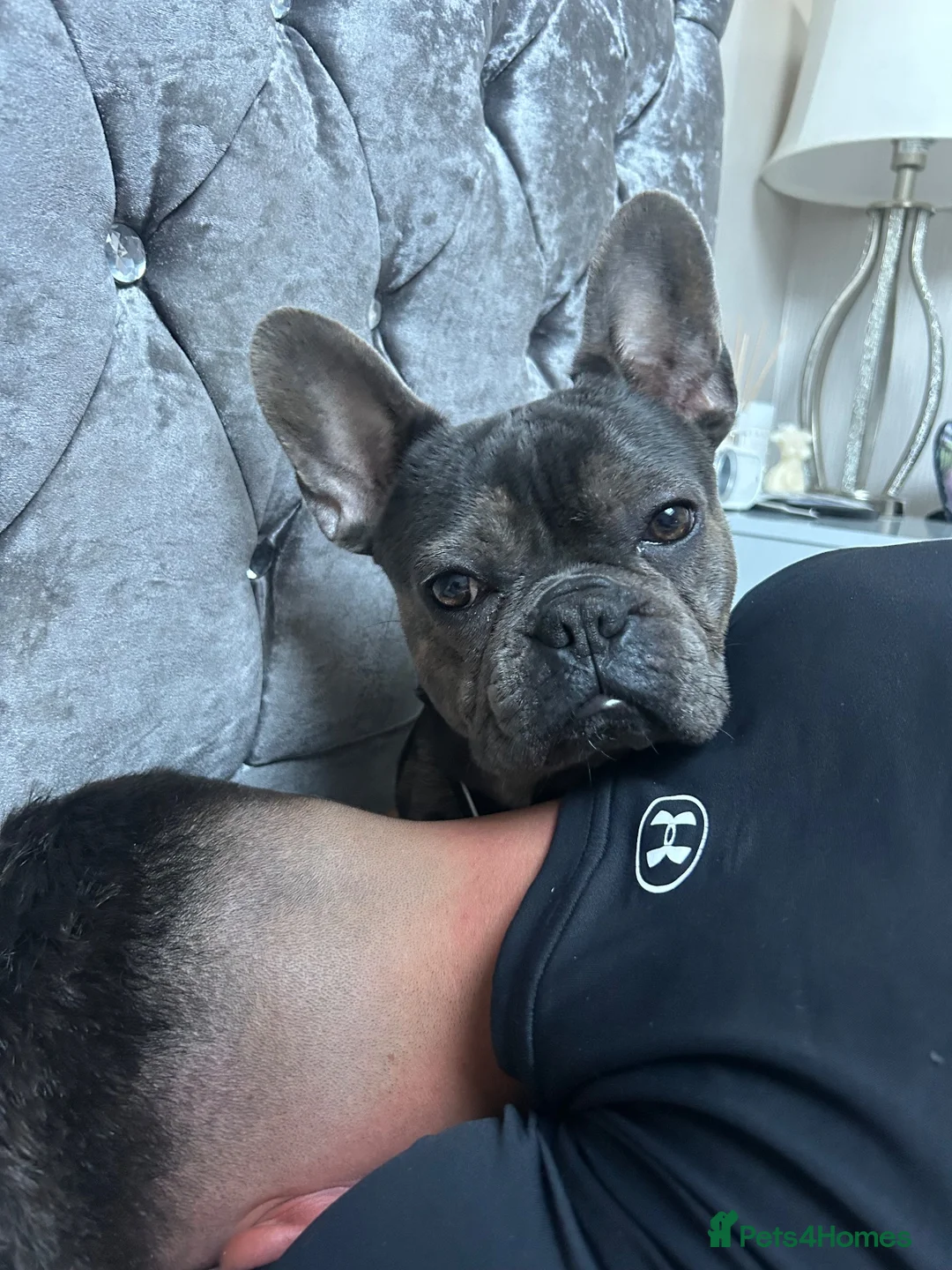 French Bulldog dogs for sale: French bulldog male - Advert 2