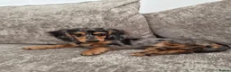 Miniature Dachshund dogs for sale: Beautifully striking long haired silver dapple 🩷  - Advert 7