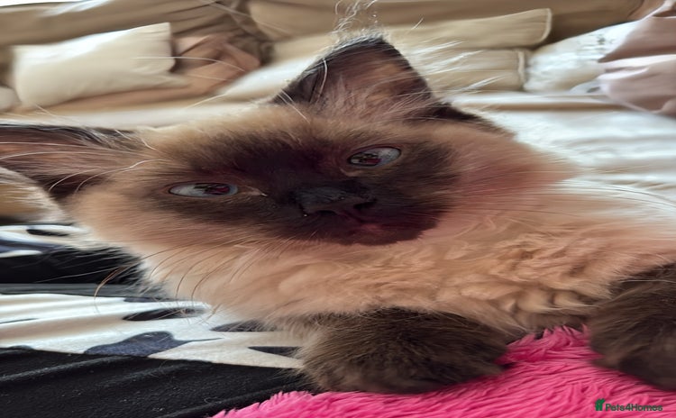 Ragdoll cats - Advert 5