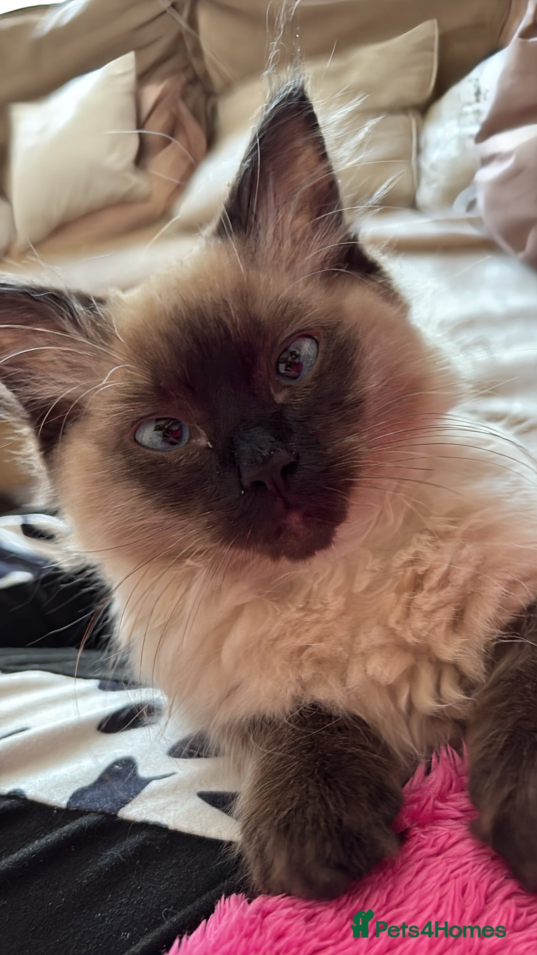 Ragdoll cats for sale: Gorgeous SealPoint Ragdoll Looking for Loving Home - Image 1
