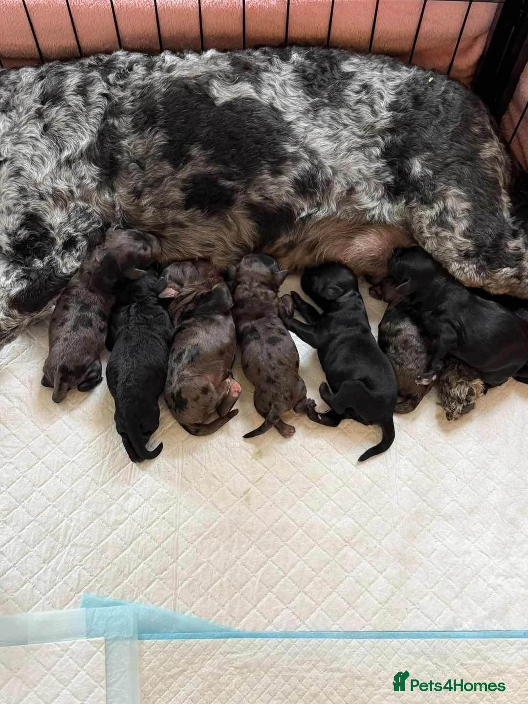 Cockapoo dogs for sale: Beautiful merle cockapoo puppies - Advert 10