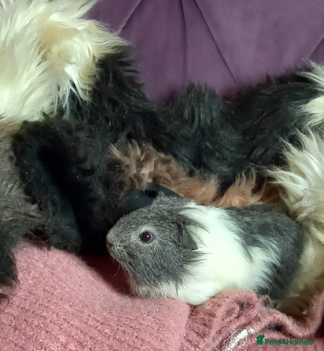 Guinea Pig rodents for sale: Baby Guinea Pigs for Sale - Advert 12