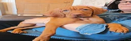 Hungarian Vizsla dogs for sale: * 1 Beautiful Girl Ready For Her New Home * * - Advert 12