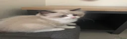 Ragdoll cats for sale: Beautiful Ragdoll kitties - Advert 5