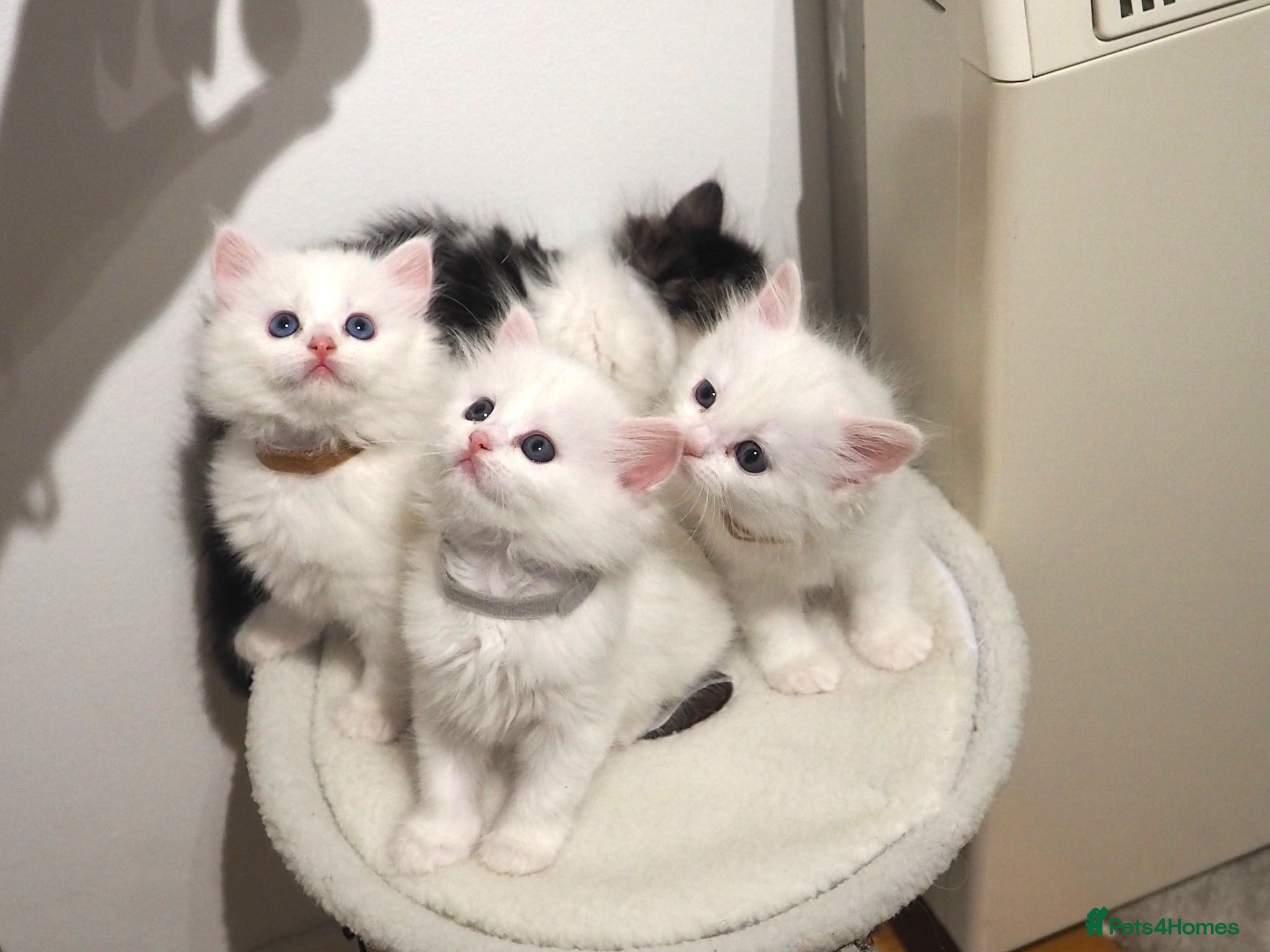 Persian cats Beautiful Persian Kittens white girls boy - Advert 3