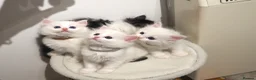Persian cats for sale: Beautiful Persian Kittens white girls boy - Advert 1