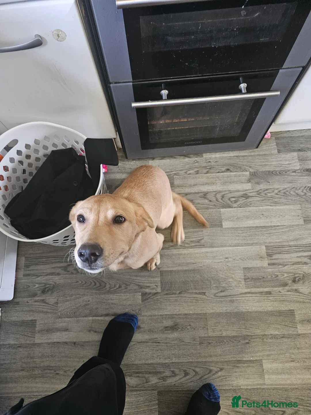 Labrador Retriever dogs for sale: Labrador retriever  - Advert 2