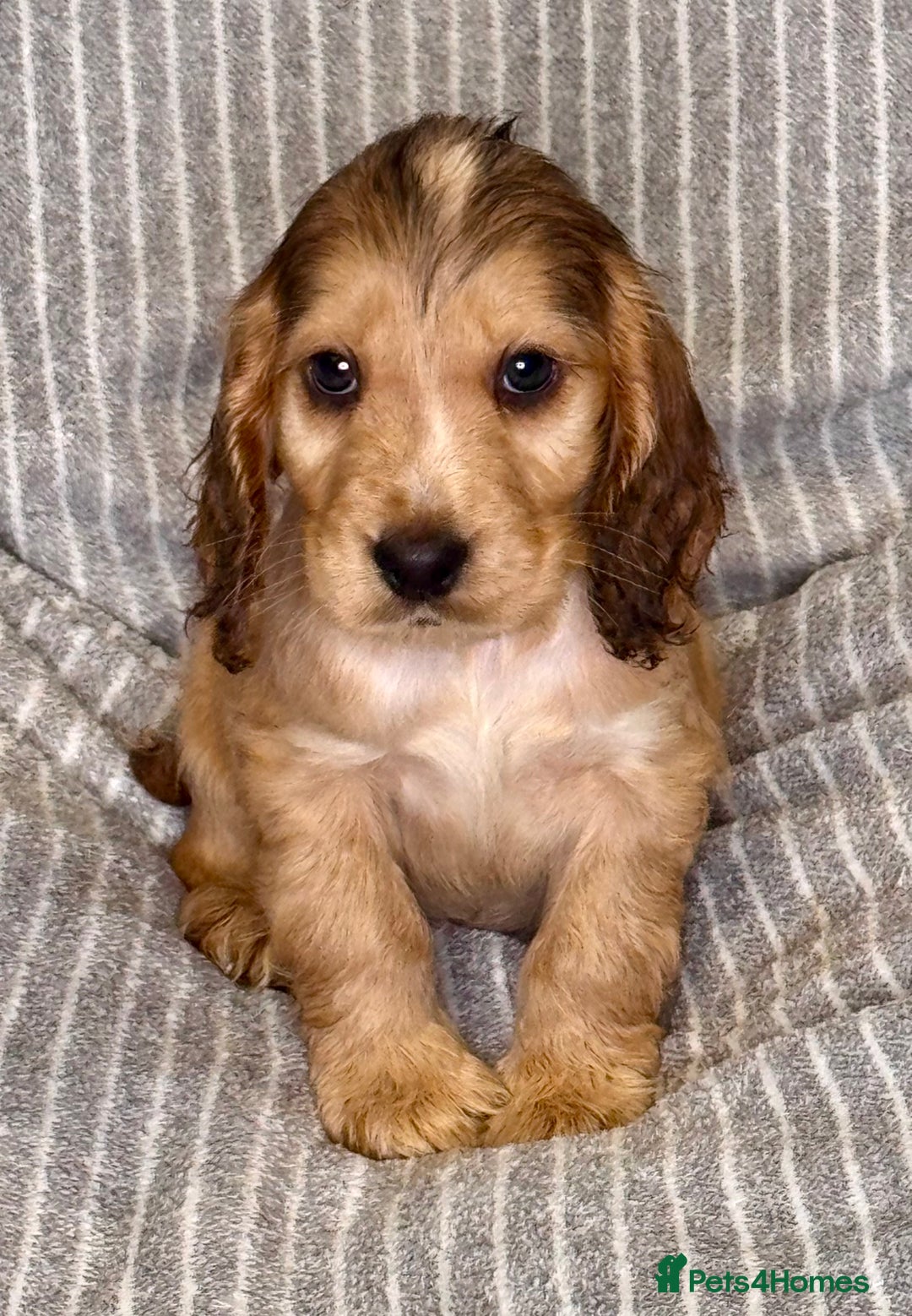 Cocker Spaniel dogs for sale: 🐶 Cocker Spaniel Puppies Ready Soon! 🏡 - Advert 5