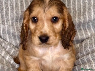 Cocker Spaniel dogs 🐶 Cocker Spaniel Puppies Ready Soon! 🏡 - Advert 5