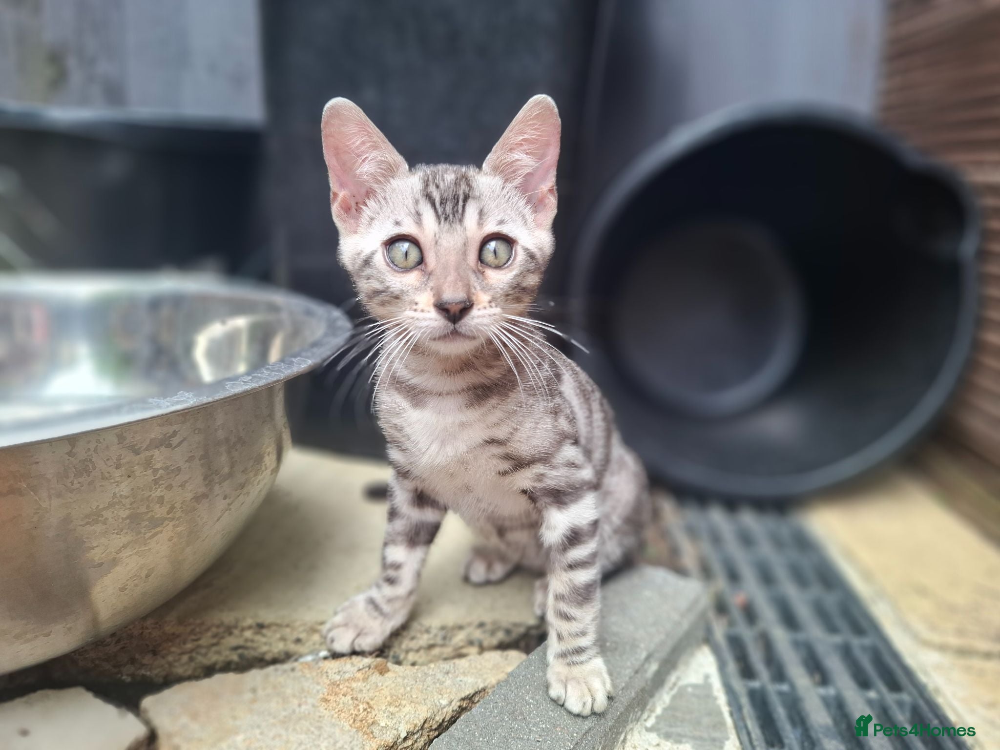Bengal cats ❤️ Outstanding TICA Registered Bengal Kittens ❤️ - Advert 2