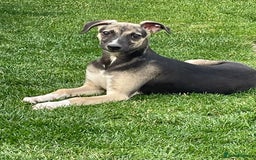 Mixed Breed dogs for sale: Mixed breed lovely little boy  - Image 1