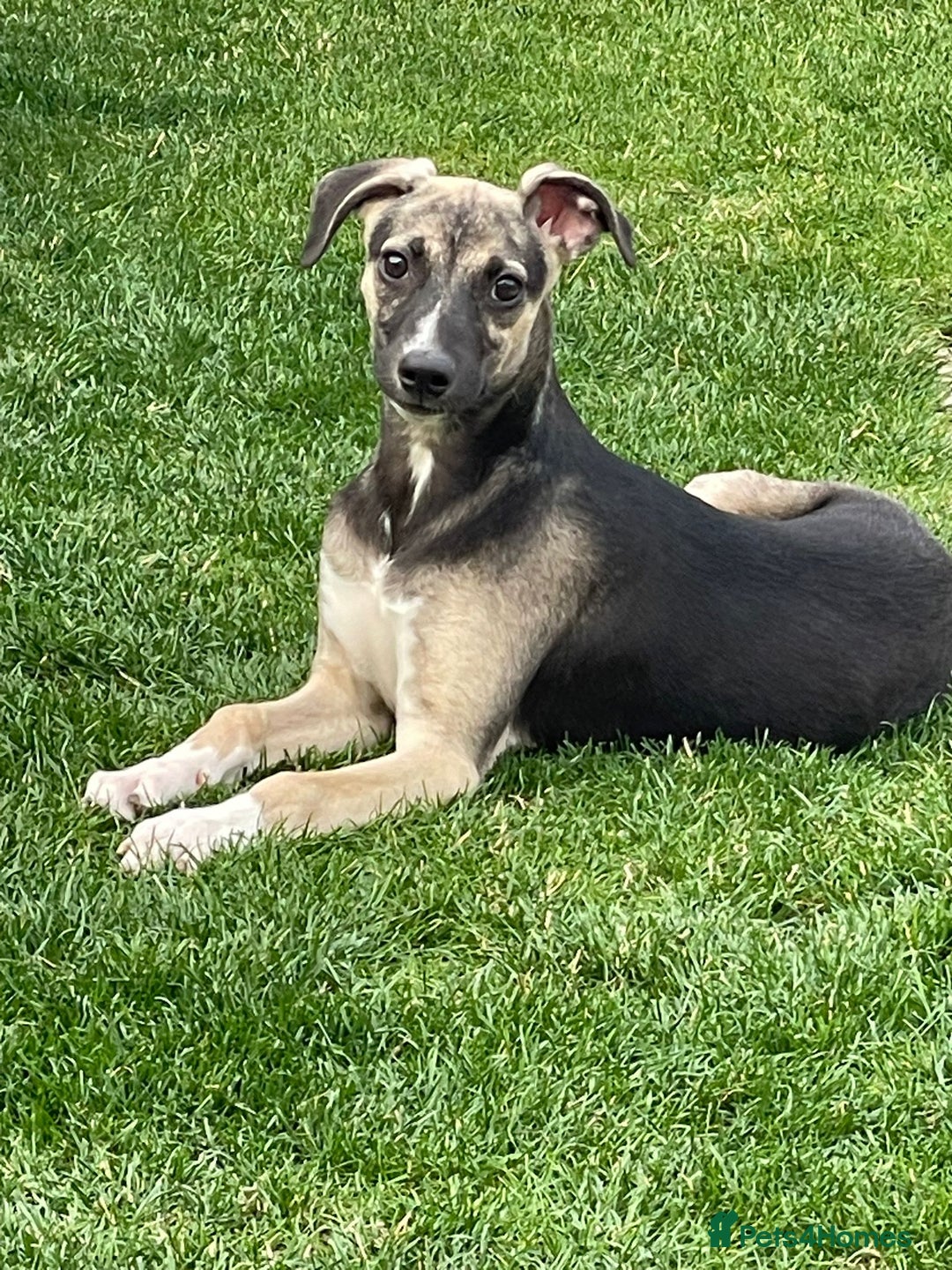 Mixed Breed dogs for sale: Mixed breed lovely little boy  - Image 1
