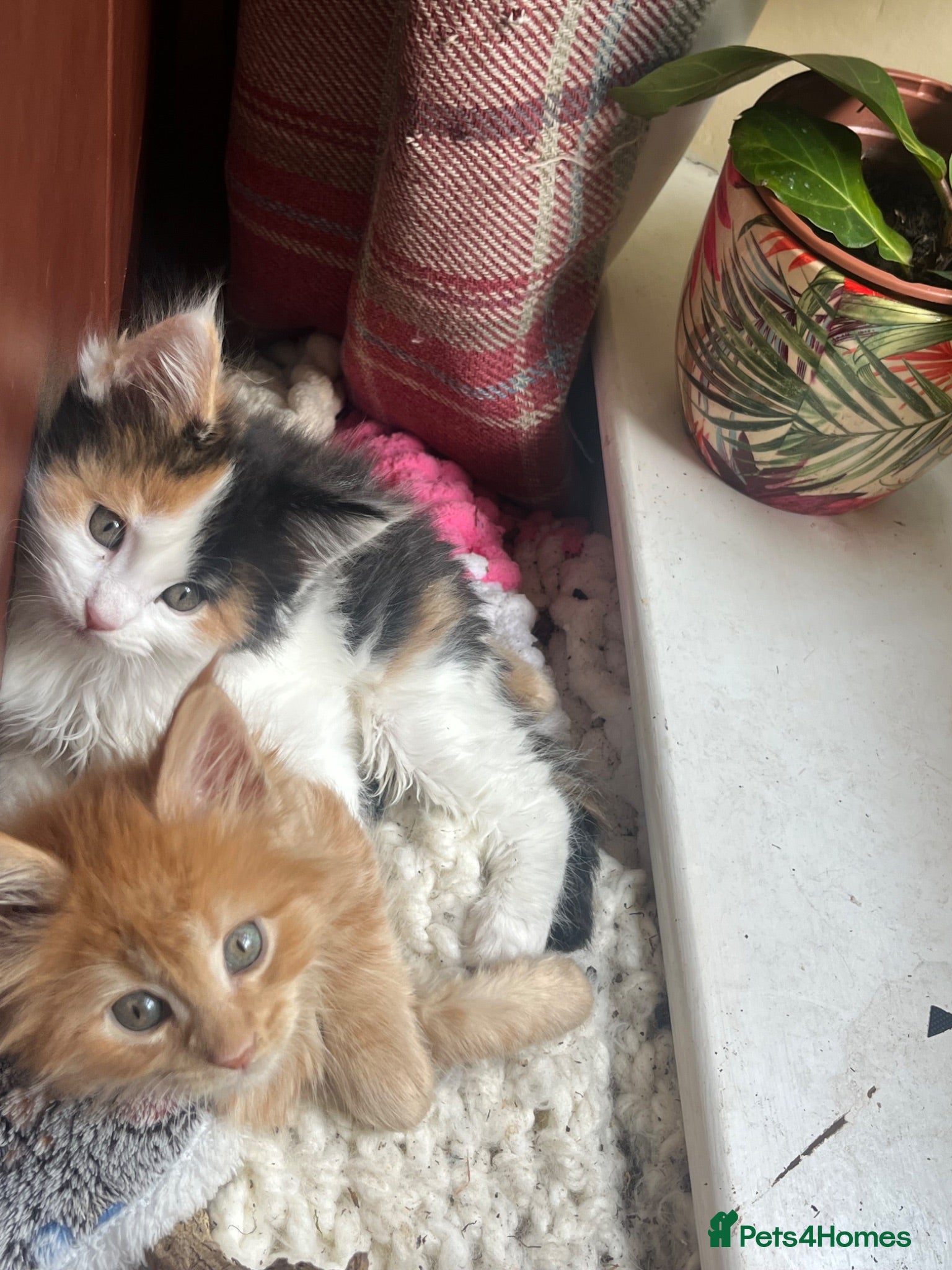 Maine Coon cats Stunning MaineCoon Kittens–Champion Bloodline - Advert 1