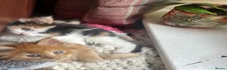 Maine Coon cats for sale: Stunning MaineCoon Kittens–Champion Bloodline in Plymouth - Advert 1