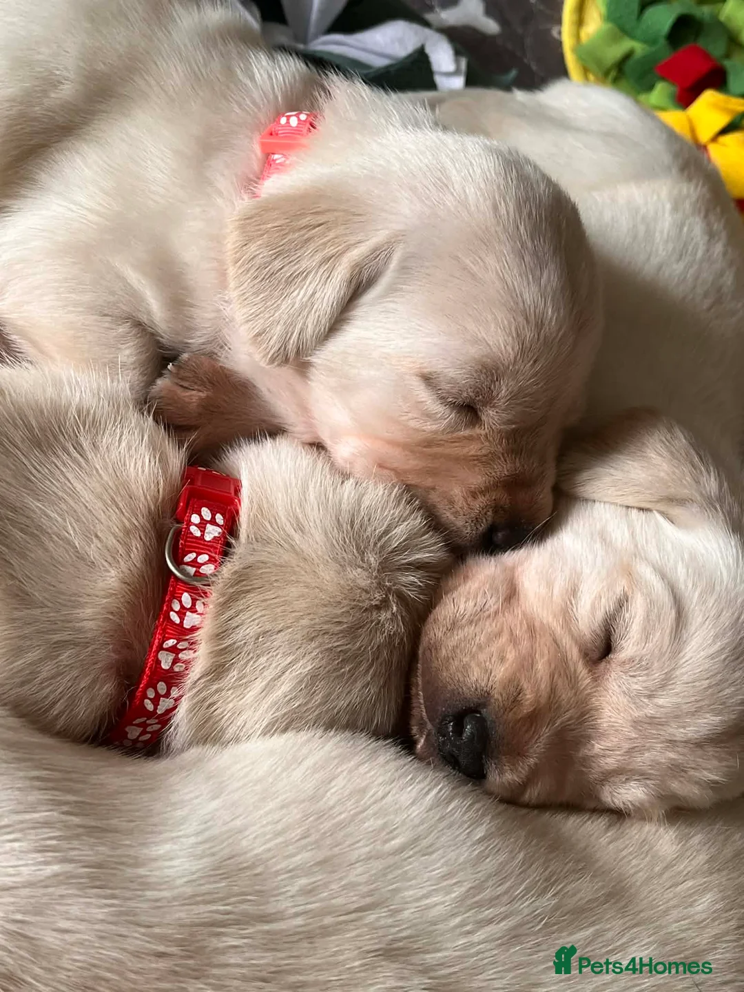 Labrador Retriever dogs for sale: Beautiful labrador puppies in Lincoln - Advert 2