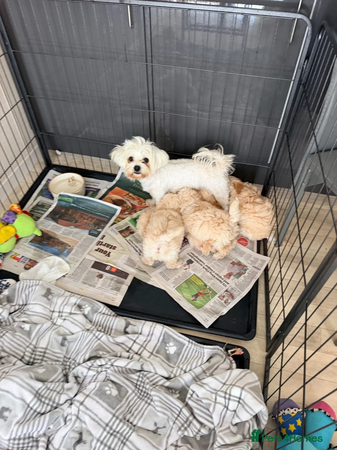Maltipoo dogs for sale:  BEAUTIFUL LICENSED-BRED MALTIPOOS READY SOON 💖 - Advert 22