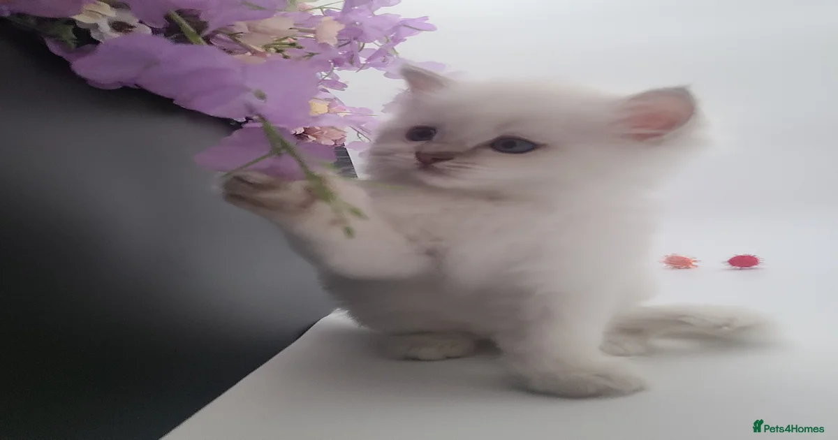 Kittens for sale in Worthing, West Sussex | Pets4Homes