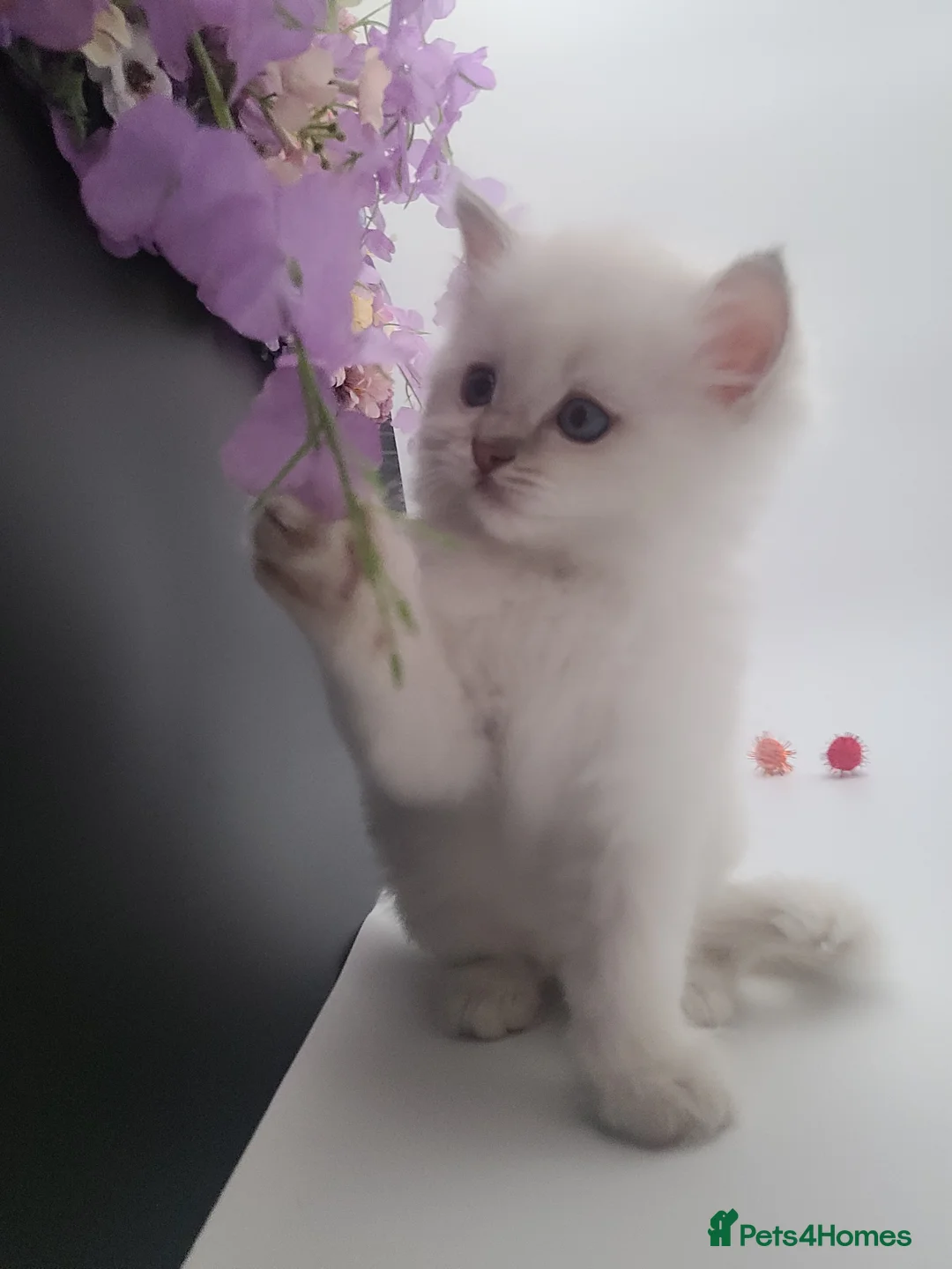 Ragdoll cats for sale: Registered purebred lilac tabby / lynx - Advert 1