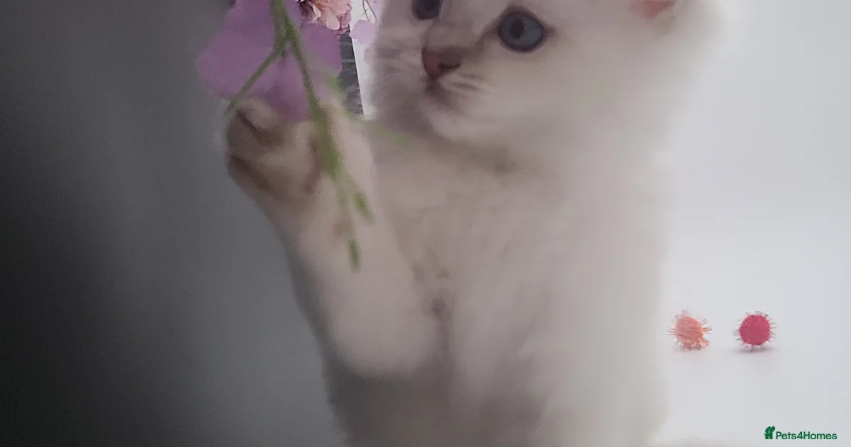 Kittens for sale in Worthing, West Sussex | Pets4Homes Kittens for sale in Worthing, West Sussex | Pets4Homes