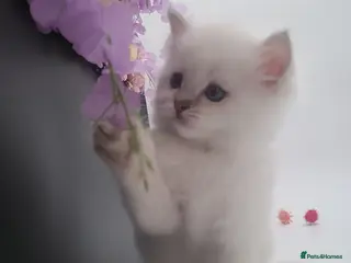 Ragdoll cats Registered purebred lilac tabby / lynx - Advert 11