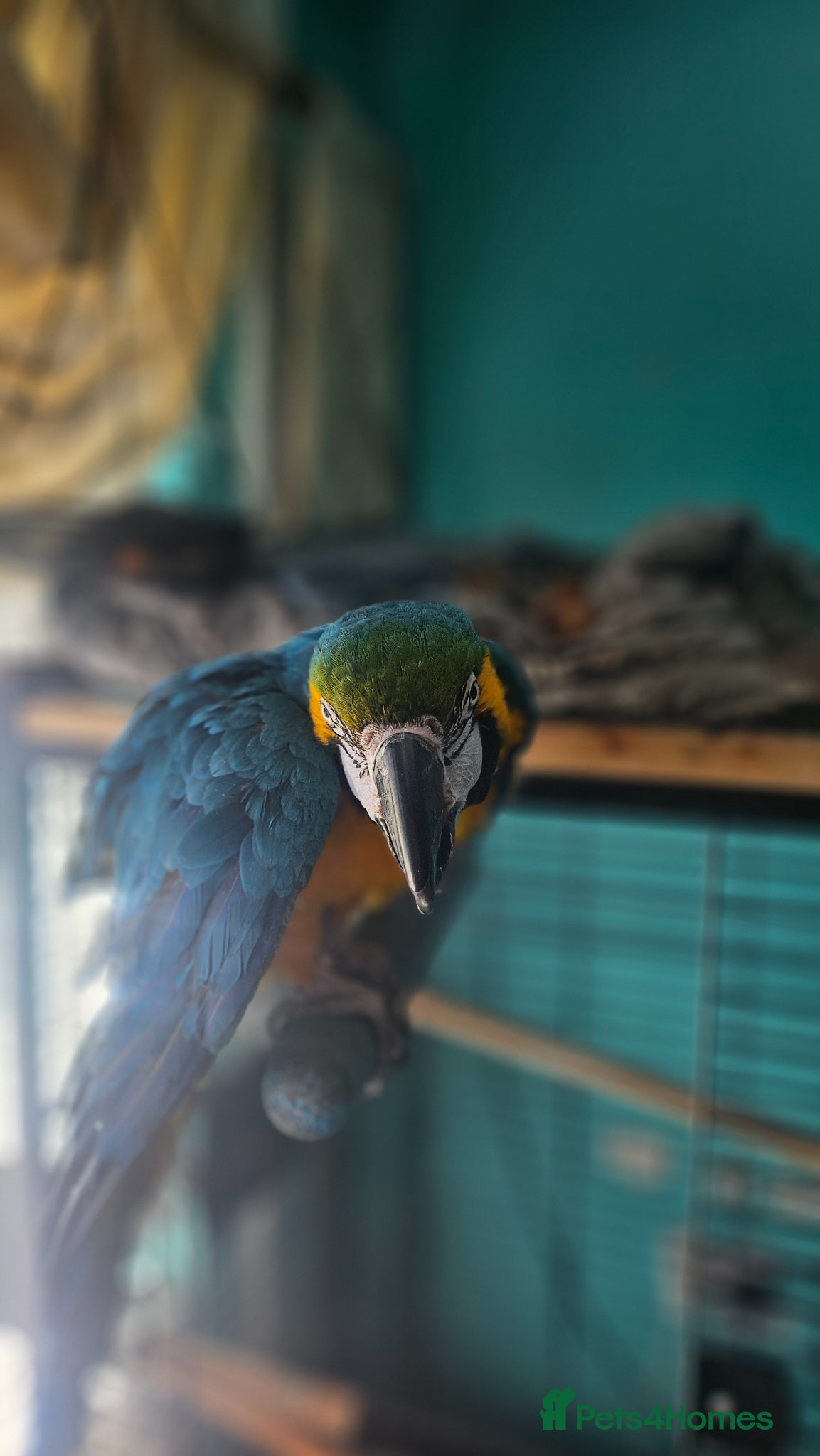 Macaws birds Charly-Girl  - Advert 2