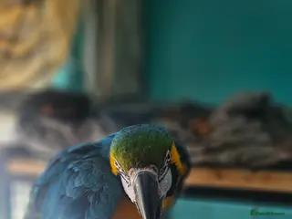 Macaws birds Charly-Girl - Advert 2