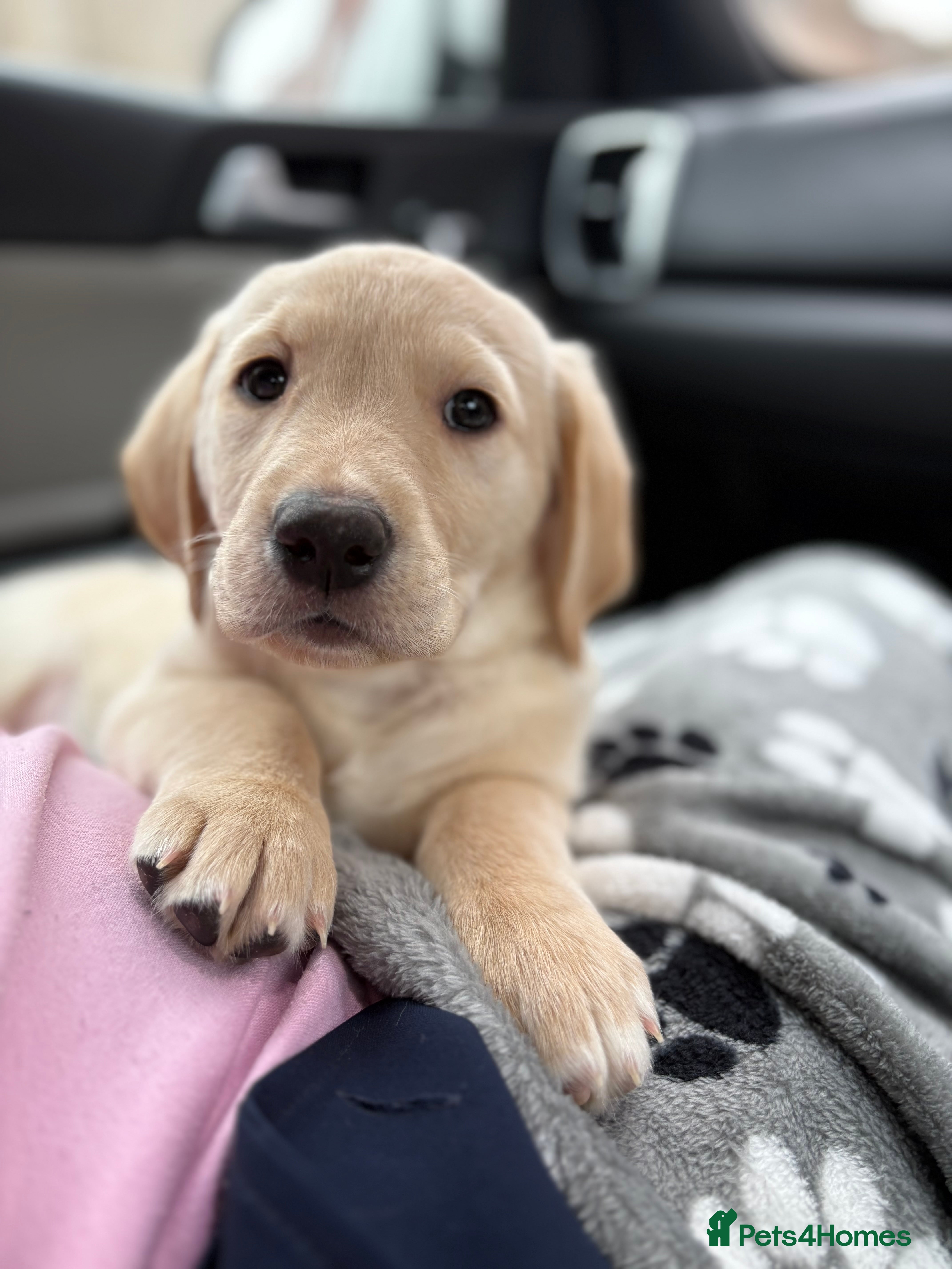 Goldador dogs Goldador puppy ozzy  - Advert 5