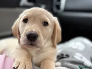 Goldador dogs Goldador puppy ozzy - Advert 5