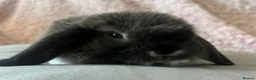 Mini Lop rabbits for sale: Mini Lop Babbies in Rochdale - Advert 7