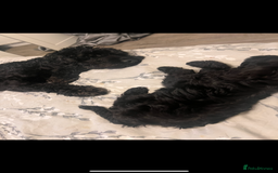 Cockapoo dogs for sale: Stunning Cockapoo puppy 🐶🤍 - Image 4