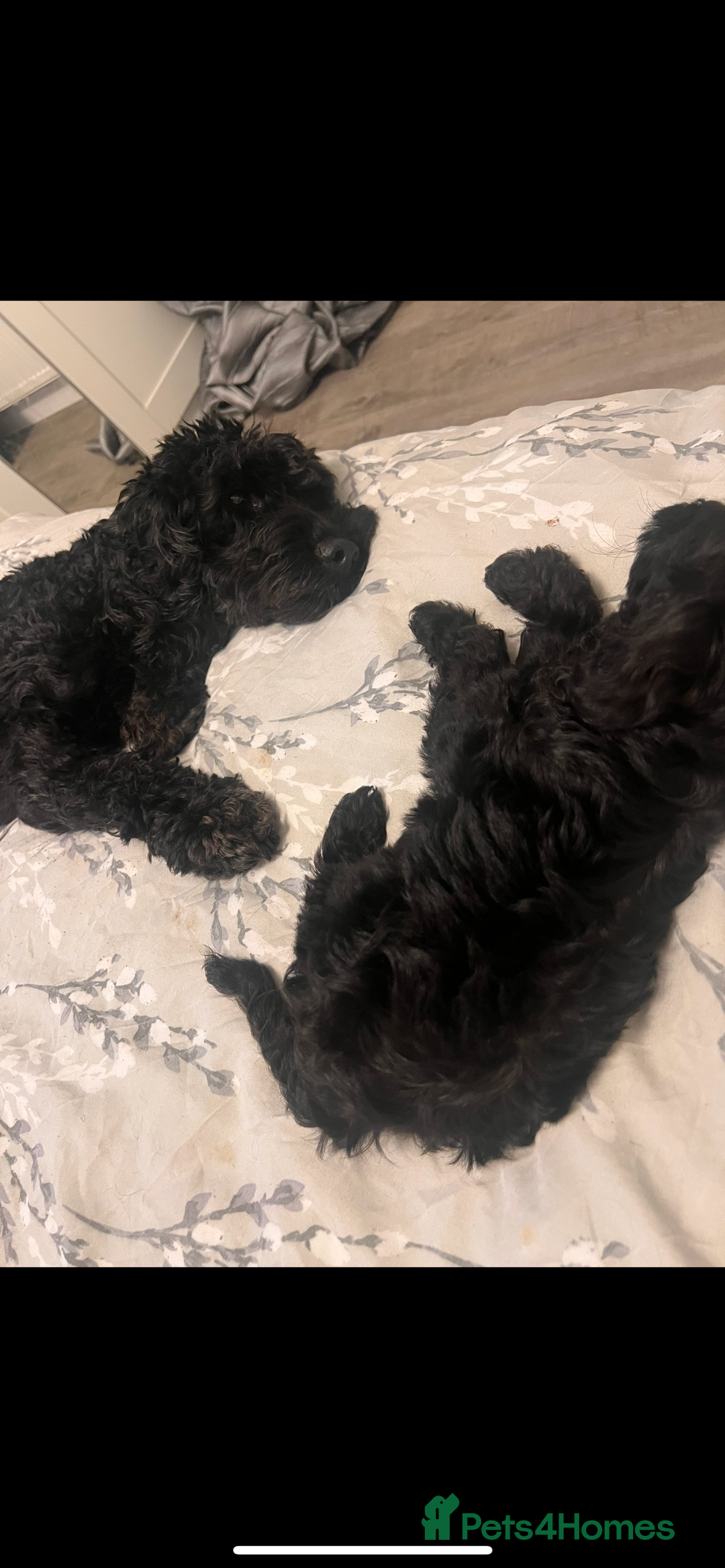 Cockapoo dogs for sale: Stunning Cockapoo puppy 🐶🤍 - Image 4