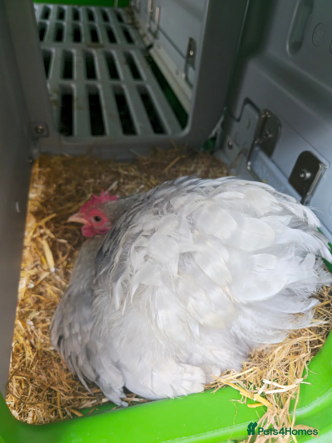 Chickens poultry for sale: Bantams, Silkies x seebright  - Advert 2